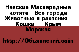 Невские Маскарадные котята - Все города Животные и растения » Кошки   . Крым,Морская